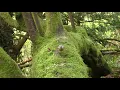 Videos for Cats to Watch : Birds Being Awesome - Watch at Home with Your Cat on TV : Catflix