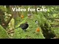 Download Lagu Video's voor katten om naar te kijken - vogels