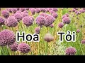 Download Lagu Tập 1234:  Tại Sao Hồng Bỏ Hai Năm Không Chăm Sóc Cuối Cùng Đã Vui  Và Đẹp
