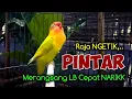 Download Lagu Dimulai Ngetik Lanjut Ngekek Panjang, Suara Lovebird ini Pintar Sekali Merangsang LB Cepat Ngekek