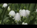 Häufige Eulen und ihr Gesang / Ruf