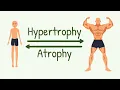 Remodeling of Muscle to Match Function Hypertrophy Hyperplasia Atrophy Changes in Muscle Length