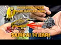 Download Lagu Merawat dan melatih anakan sogon, baru Dua minggu sudah bikin tercandu-candu 😁