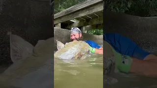 صيد سمك السلور الأكبر حجم ا  صيد السمك  سمك السلور      دندنها