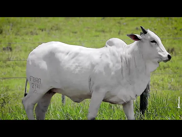 Novilha Nelore FBRA - 214