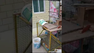 طريقه صناعة فخ لصيد الحمام 