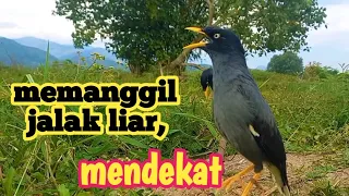 suara burung jalak kebo pikat suara memanggil jalak kebo liar