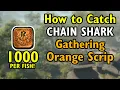 MUST DO - Chain Shark