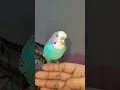 Download Lagu HOW TO TAME A BUDGIE |BLUE BUDGIE COCO