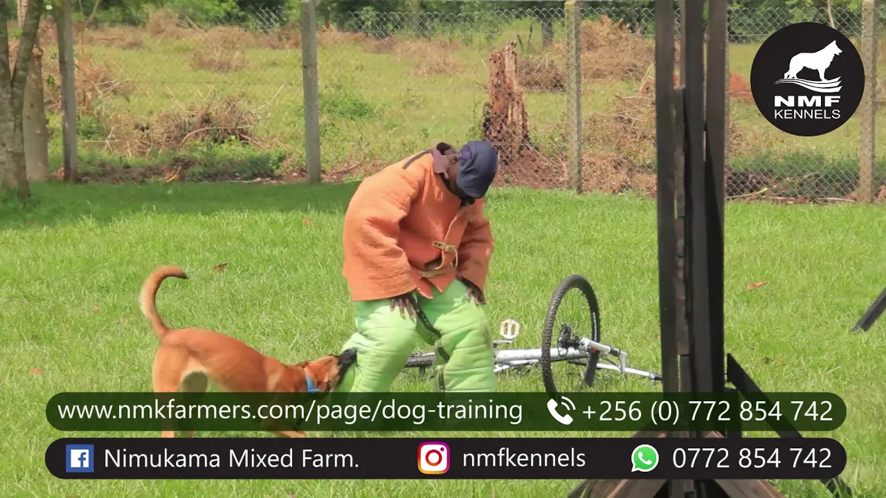 Maxy — KNPV bicycle attack training