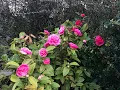 Download Lagu Camélia 'Camellia williamsii Debbie' Une perfection éphémère