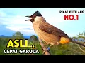 Download Lagu Suara Burung Kutilang Gacor Garuda Tarung Bongkar Isian Juara