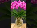 Download Lagu Growing orchids without watering and orchids blooming all 4 seasons #orchid #plants #shorts