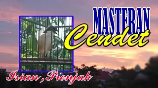 Download Masteran Cendet,Isian Prenjak MP3