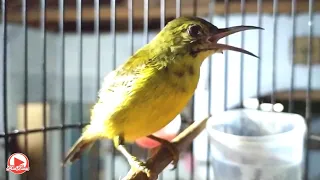 kolibri manggar gacor ngalas