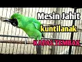 Download Lagu Pancingan Cucak Ijo Bongkar Isian Mesin Jahit kuntilanak Sambung Kapas Tembak