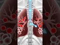 Human Respiratory System Breathing Cycle Gas Exchange Explained