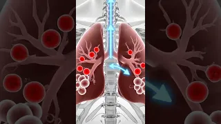Human Respiratory System Breathing Cycle Gas Exchange Explained