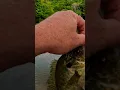 Download Lagu Nice shellcracker #god #jesus #ultralightfishing #bluegill