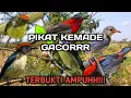 Download Lagu Pikat burung kemade/cabe-cabean ampuhh😱kombinasi suara sepah raja betina pikat‼️