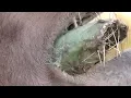 Camels vs Cactus