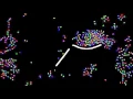 Processing Boids