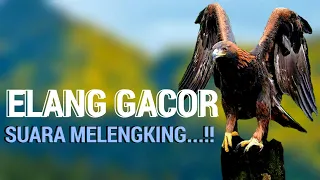 Download Suara Elang Gacor Melengking Menaikan Emosi Burung Kurang Panas Lambat Emosi Jadi Gacor.. MP3