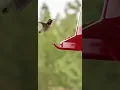 Download Lagu Ferrari | Most fastest bird Colibri