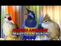 Download Lagu MASTERAN SPESIAL LEDAKAN SUARA BURUNG JUARA TERBARU||2025
