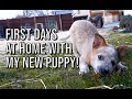 Red Heeler PUPPY s first few weeks at home Bindi