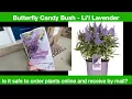 Ordering Flower Plant Online - Shipped to home Butterfly Candy Bush Li lLavender
