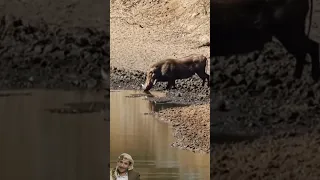 تهور الخنزير باشرب الماء بدون حذر التمساح         دندنها