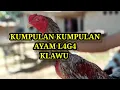 Download Lagu kumpulan kumpulan ayam l4g4 Klawu #ayam #bulu #klawu