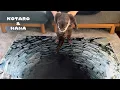 Lagu ４年ぶりにカワウソにトリックアートドッキリをやってみた結果　Can Clever Otters See Through Optical Illusions?