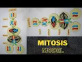 Mitosis Cell Division Model Phases of mitosis cell divisionl How to make Cell division Model