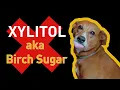 Xylitol and Dogs A Deadly Combination