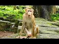 Download Lagu Abandoned Luna is very sweet monkey \u0026 she may have a baby next year