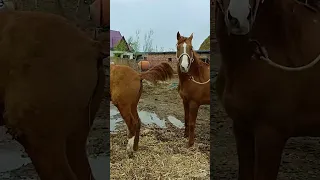 This Handsome Horse Is Preparing For His Work Ep104 