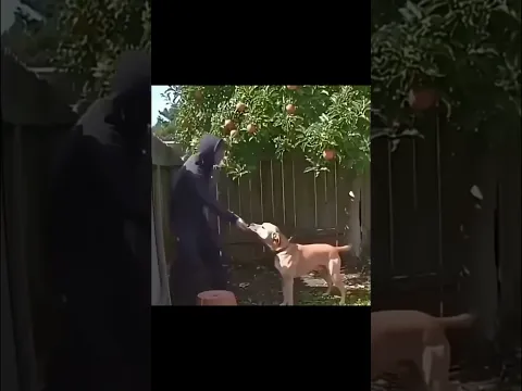 Подкупил песеля🤣 автор: @uk.op44