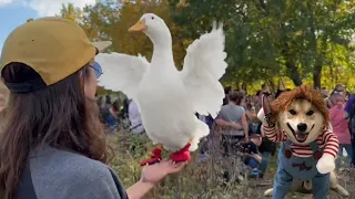 I took my duck to a Dog Costume Contest
