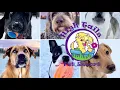 High Tails Virtual Tour of Boarding Daycare