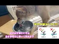 Download Lagu 【今更新発見！】柴犬小夏・・・水を飲むのが下手すぎる