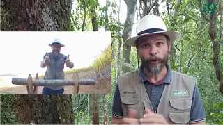 Inoculação do shiitake em toras