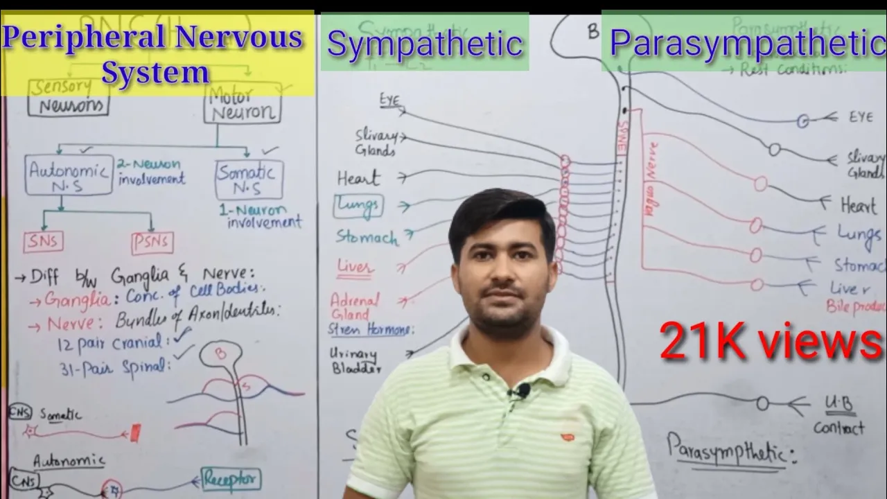 17.13 Peripheral nervous system | PNS | Sympathetic and Parasympathetic nervous system | 2nd year