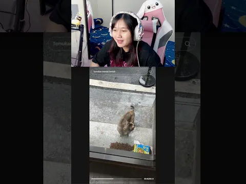 NGEPRANK KUCING