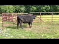 Rogers Auctioneers