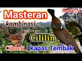 Lagu Masteran kombinasi Ciblek Cililin Kapas tembak #viral #pancinganburung #fyp #shorts