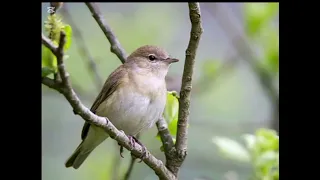 صوت لصيد عصفور التين لموسم آب وايلول 