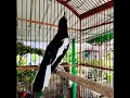 the beautiful sound of the magpie robin (kacer narung)