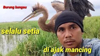 Download Cangak ulo//dua burung bangau ini selalu menemani tuanya mancing@bayhaqipetualang6664 MP3